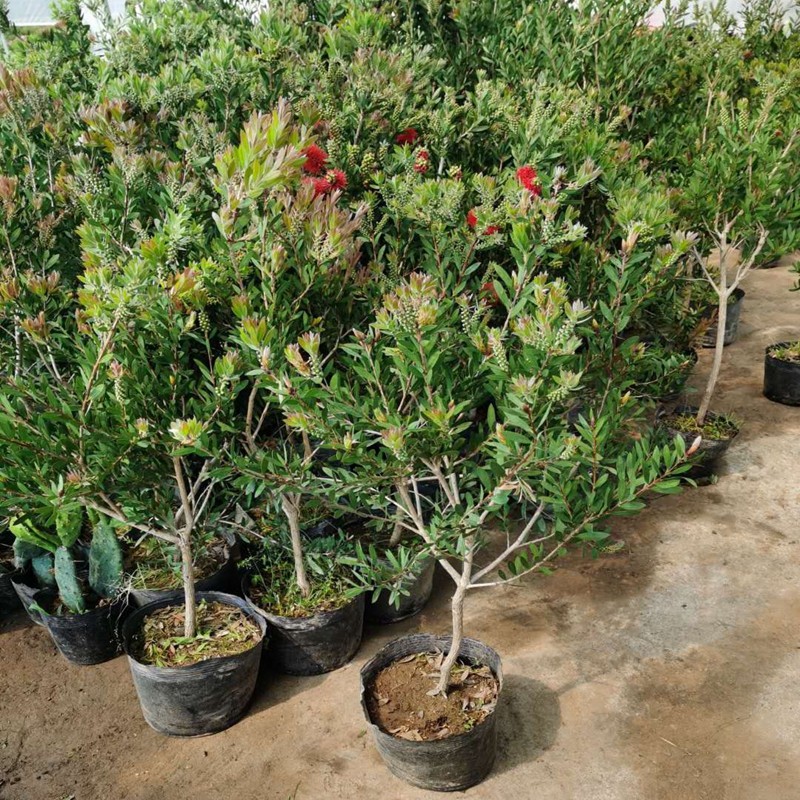 庭院阳台花卉植物盆栽 红千层 红千层树苗 垂枝瓶刷子 金宝树绿植 四
