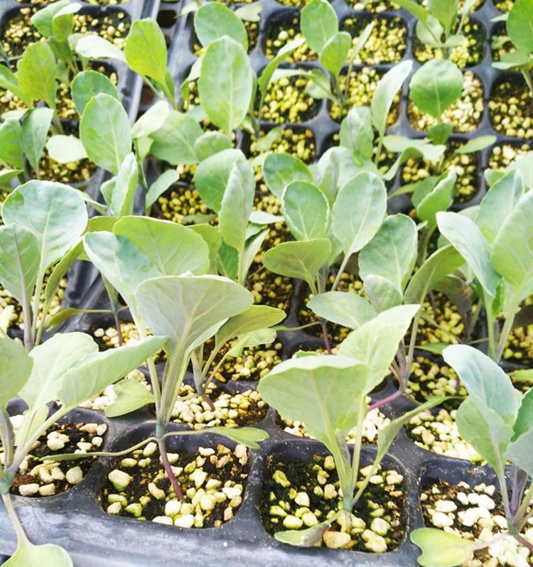 抱子甘蓝种子苗紫色孢子甘蓝种籽富兰克林秋季盆栽特色蔬菜孑寿禾营养