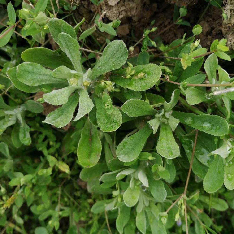 菜清明草佛耳草绒毛草鼠麴田艾草清明糯米粑原材料 鼠曲草1斤 图片