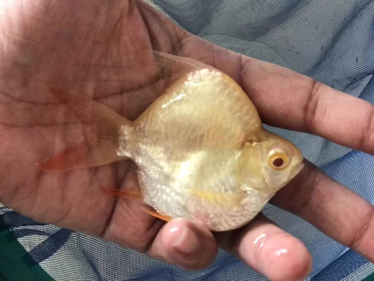 熊猫鲫泰国鲫白子金元宝0号短身红眼白化鲫龙鱼虎鱼配鱼水财神(water