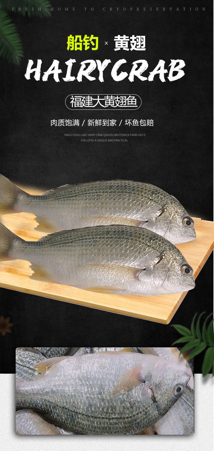 海捕高鮮度 特大黃翅魚 黃鰭鯛 黃鯛魚 急凍鎖鮮