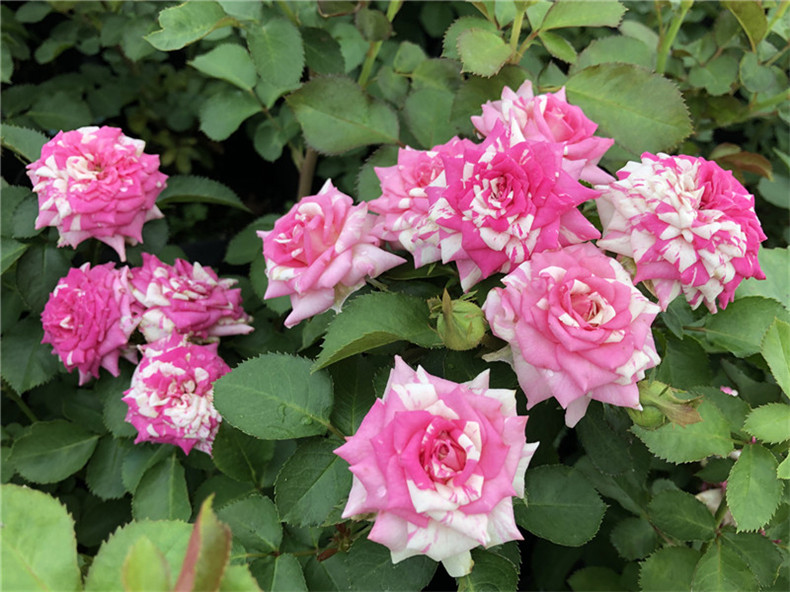 闪光的舞蹈条纹多头微月闪电舞四季开花微型阳台灌木微型月季花售后