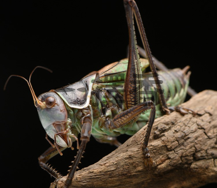 蝈蝈活铁蝈蝈鸣虫蝈蝈活体超大幼虫憨叫大肚子叫铁皮翡翠绿蝈蝈儿中号