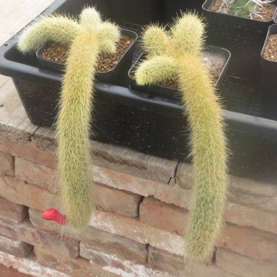 涞思芊【品质保证】九尾狐多肉植物 猴尾柱 软毛猴尾巴 垂吊软毛 仙人