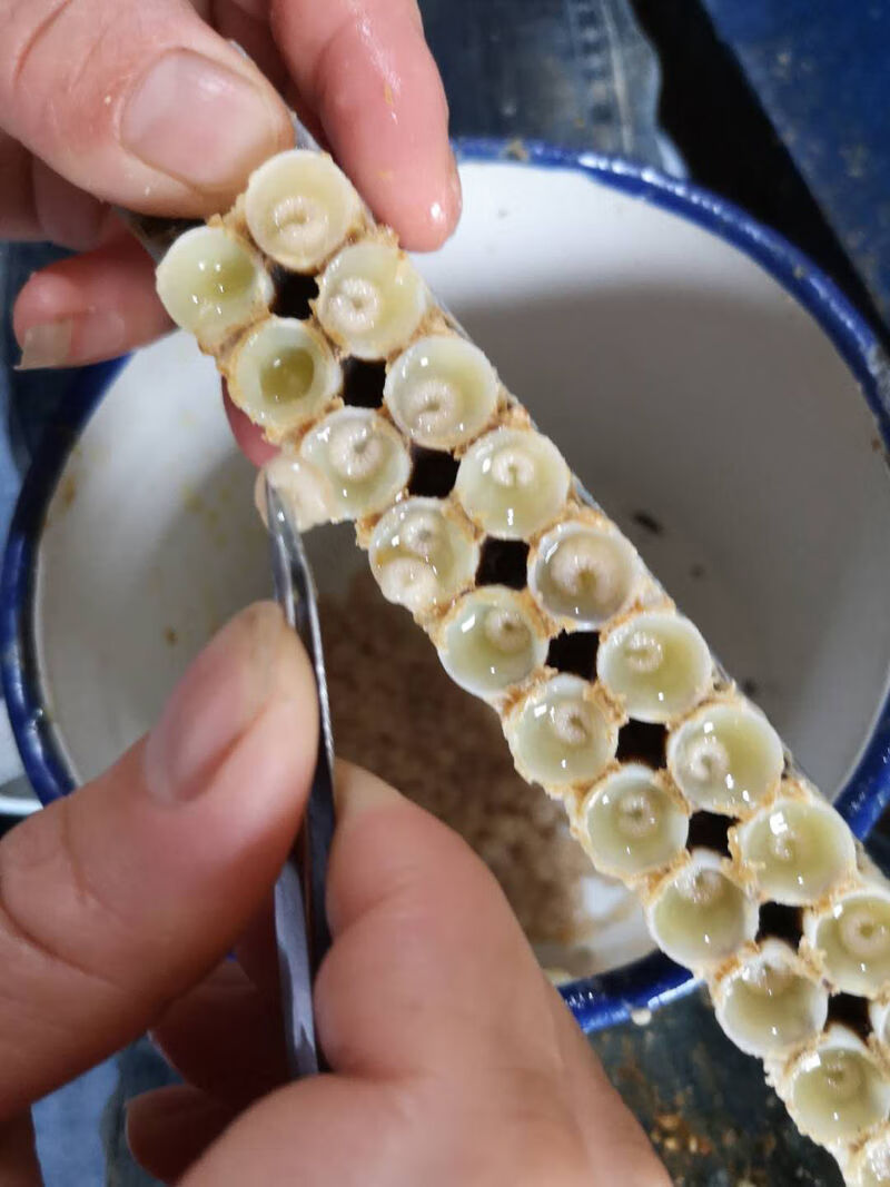 纯野生新鲜蜂王胎500克卵巢女性滋补天然蜂蛹蜂皇胎幼虫浆虫峰王胎