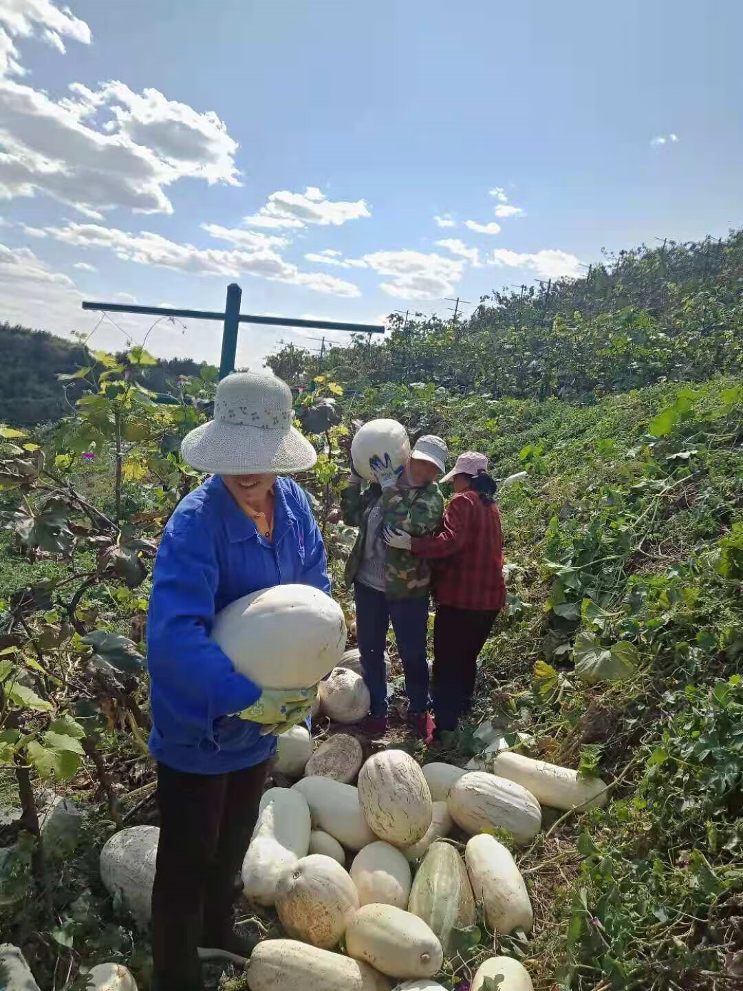 采缇新鲜白南瓜吊瓜现摘包饺子角瓜笋瓜 不甜不糯大南瓜河北小菜 3000