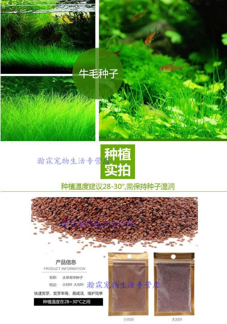 鱼塘水草种子伊乐藻轮叶黑藻养鱼虾草籽种子四季净化水质的水草 水