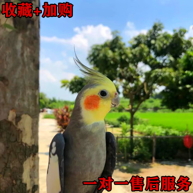 宠物雏鸟黄化幼鸟派特一对繁殖说话唱歌 四个月原始灰 珍珠花一公一母