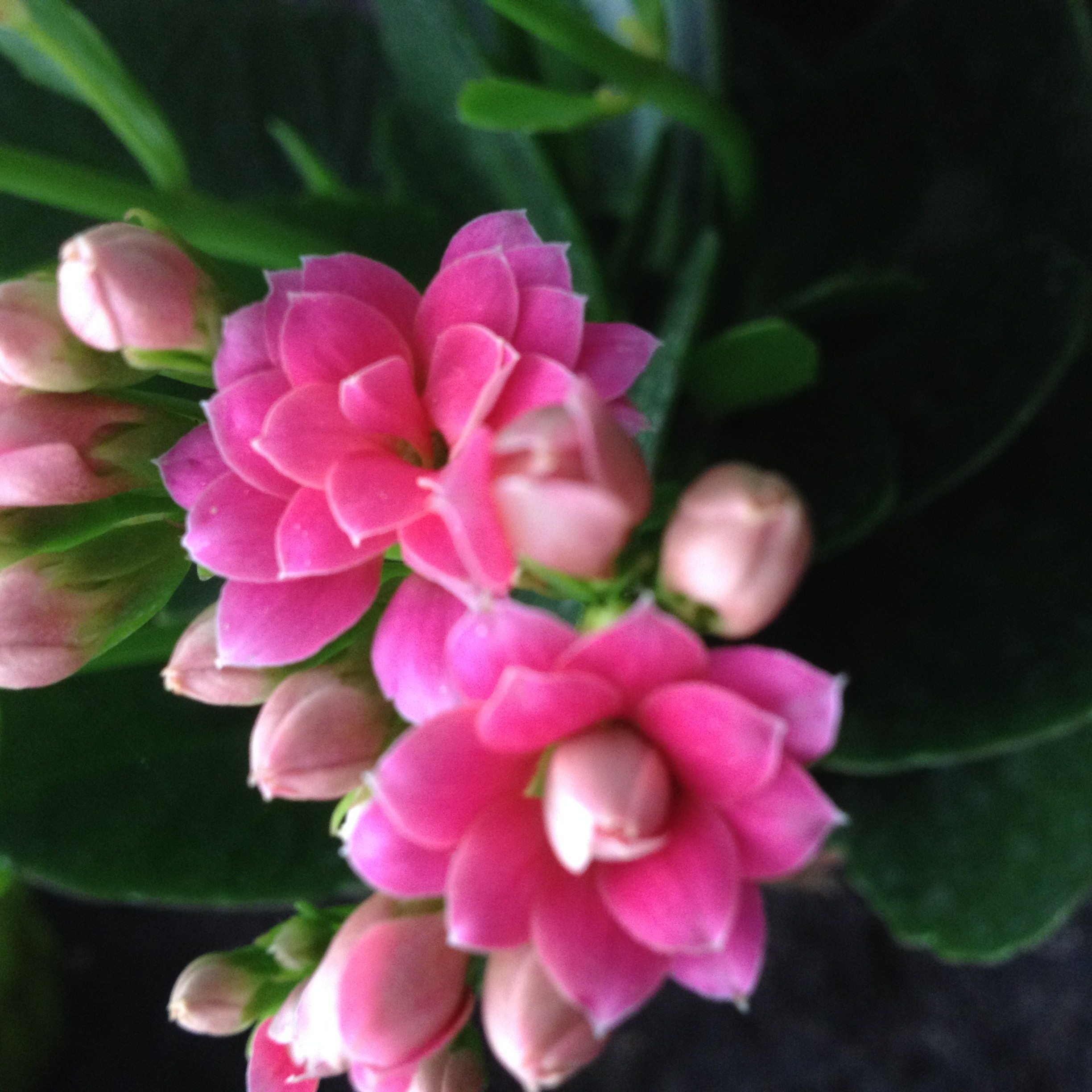 进口重瓣长寿花带花苞小盆栽室内花卉四季开花 满树花苞发货 长寿紫缤