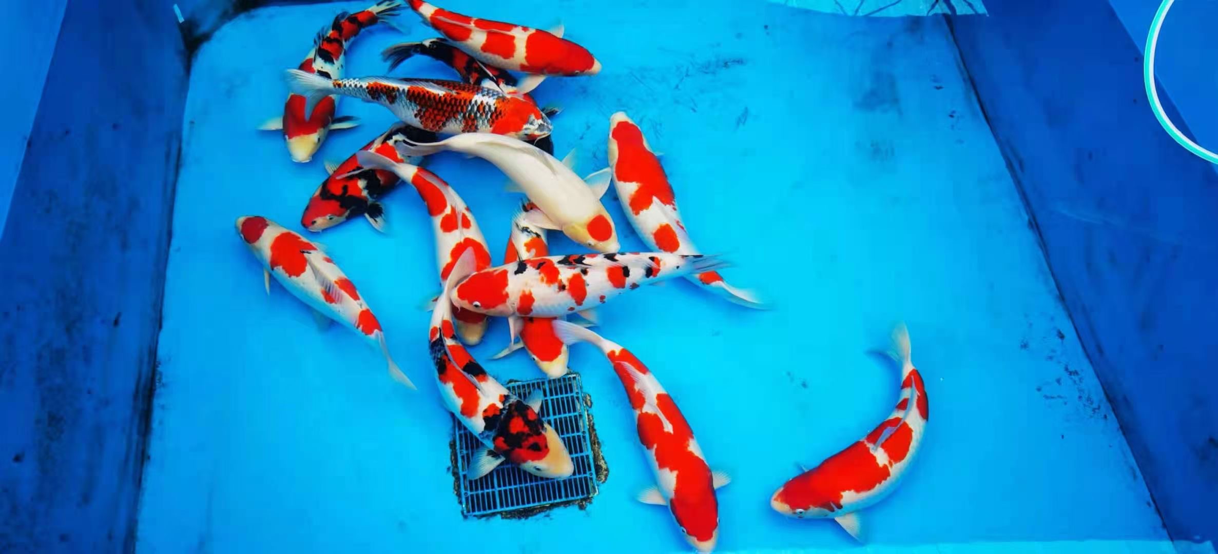 ajaj纯种日本锦鲤活鱼冷淡水招财观赏鱼大小型红白三色大正昭和精品鱼