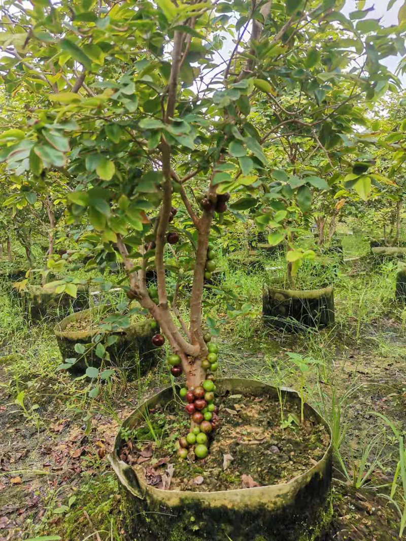 嘉宝果树苗四季树葡萄苗果树阳台庭院盆栽地栽南北种植沙巴艾斯卡