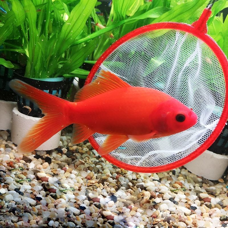 【优选好物】冷水血鹦鹉小型观赏鱼草金鱼好养葡萄眼黑眼草金冷水淡水