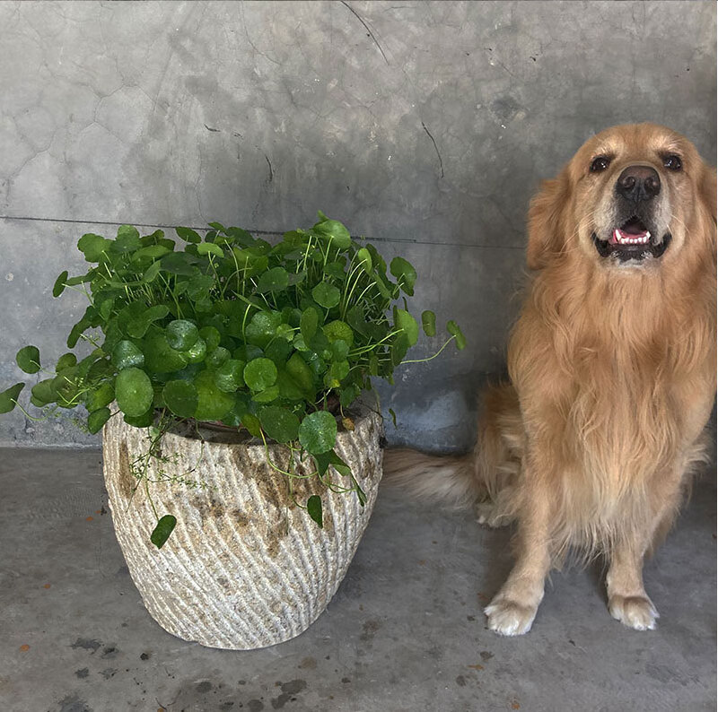 打糍粑的工具石雕打糍粑工具家用老石臼超大号打年糕老式锤辣椒艾绒对