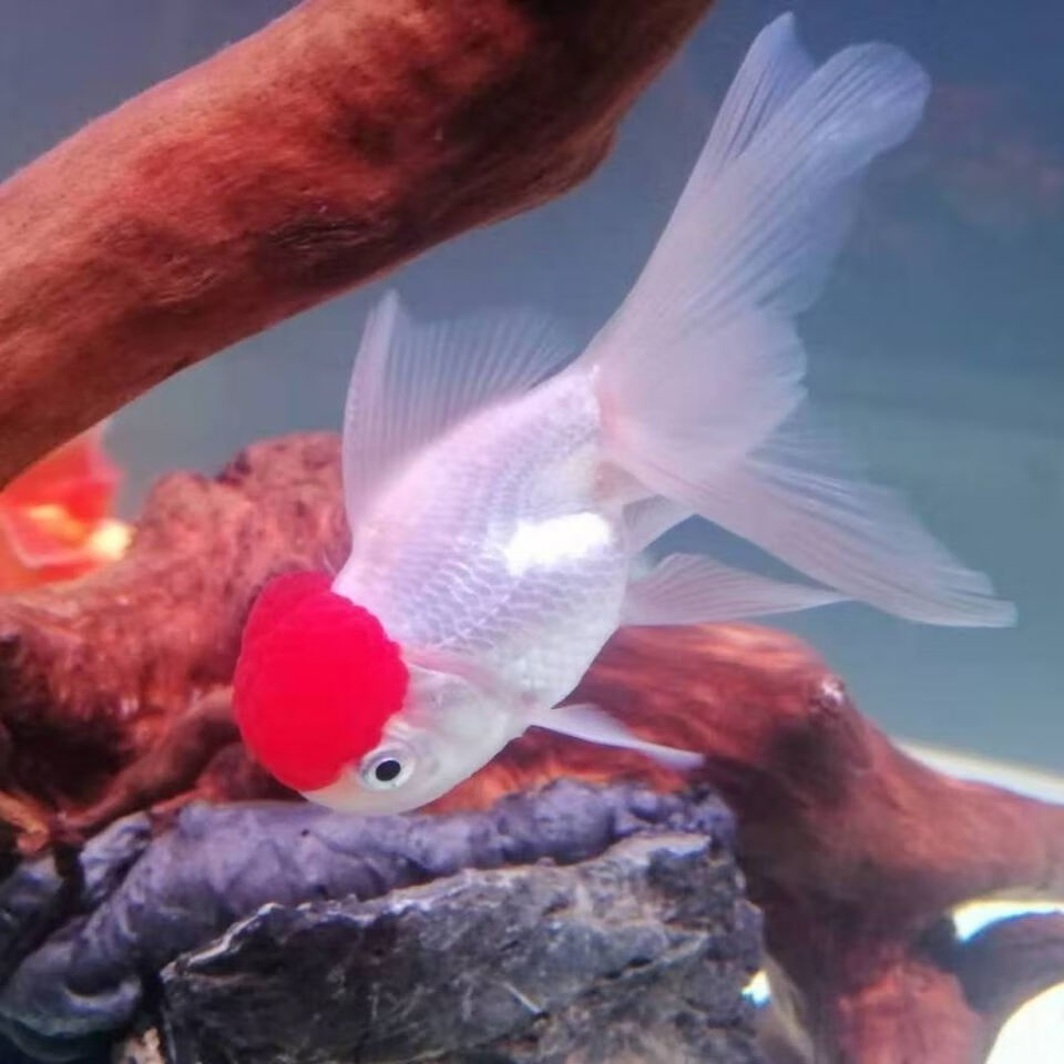 鸿运当头红帽鹤顶红观赏鱼活好养耐活红头金鱼小型淡水鱼冷水鱼鸿运