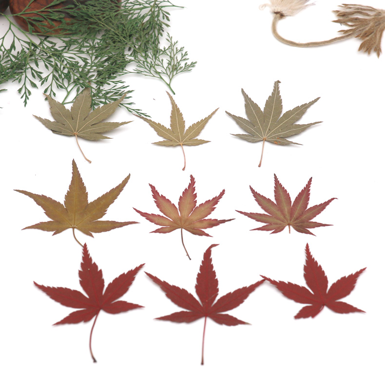 枫叶标本天然枫叶干花压花真叶子植物教学标本幼儿园手工树叶红枫叶