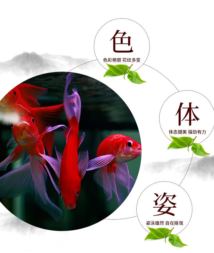易萌金鱼活体红草金鱼活鱼淡水观赏鱼水族活体冷水鱼