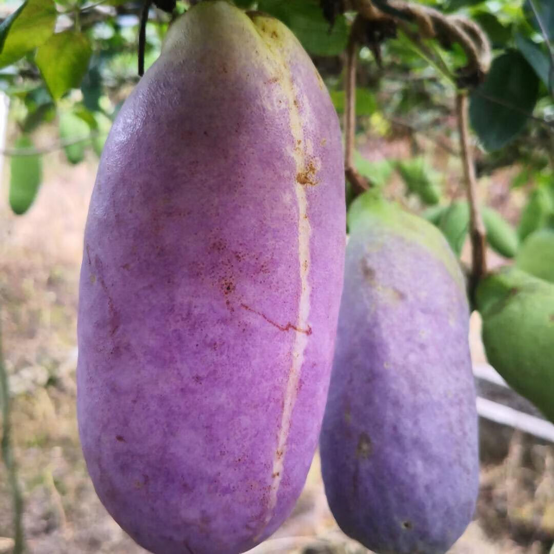 贵州特产八月瓜正宗野生新果现摘现发孕妇水果八月炸稀罕甜瓜批发 斤