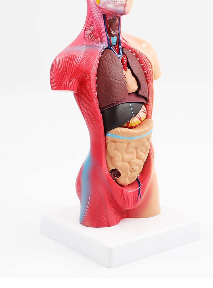 人體模型解剖人體結構心臟內臟大腦模型教學器官男性女性軀幹28釐米兩
