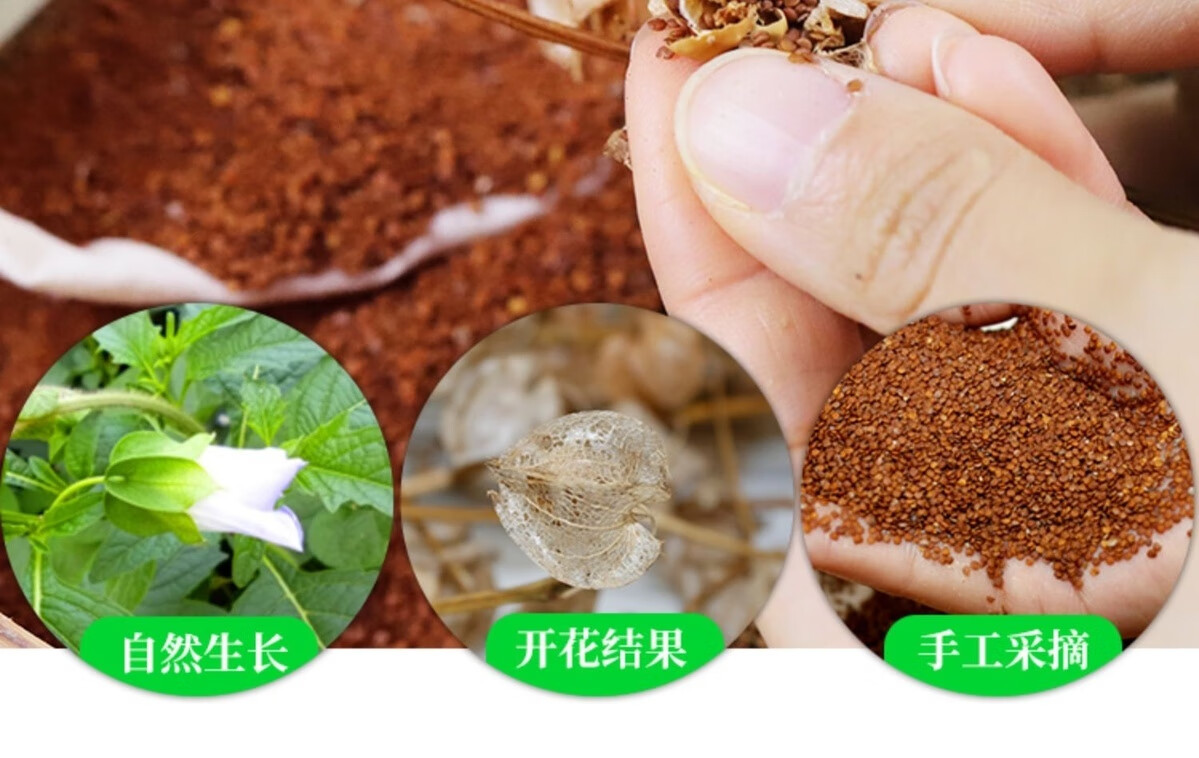 四川野生冰粉籽新籽手搓冰粉籽籽冰粉籽套装冰粉籽配料商用成都手工