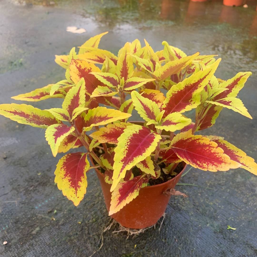 彩叶草盆栽花卉五彩苏观叶植物室内阳台庭院清心草办公室好养绿植麦桑