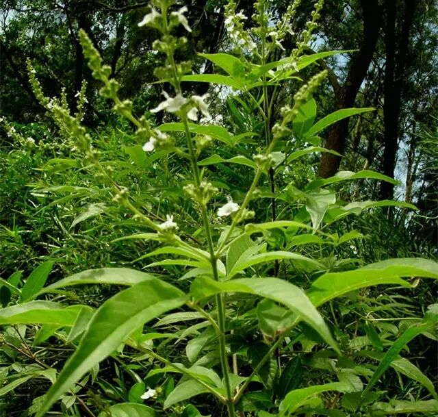 客家人烧灰水的植物图片