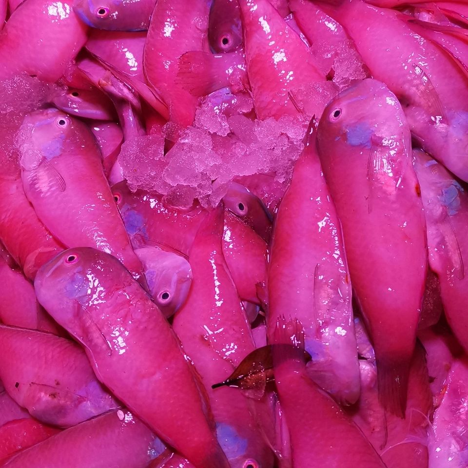 英哥鱼马头鱼红妹子鱼小条一斤15到25条真空保鲜速冻发货 3斤(尝鲜装)