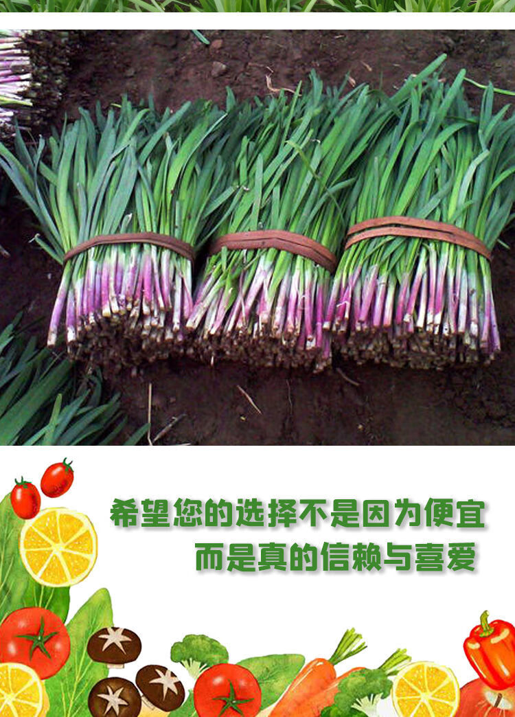 韭菜苗种子四季韭菜籽蔬菜种子盆栽植物室内阳台种菜紫根韭菜种子三包