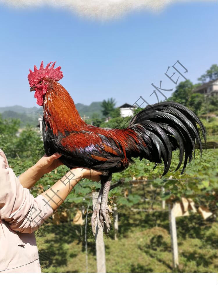 小鸡活苗活体贵州高脚土鸡苗家禽非五黑乌骨芦花青脚麻大冠斗鸡 5只半