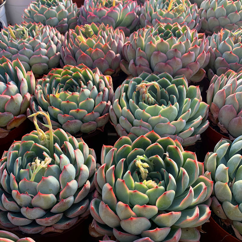 艳姬大单头多肉植物盆栽花卉绿植云南露养基地直发莎莎女王两头带盆土