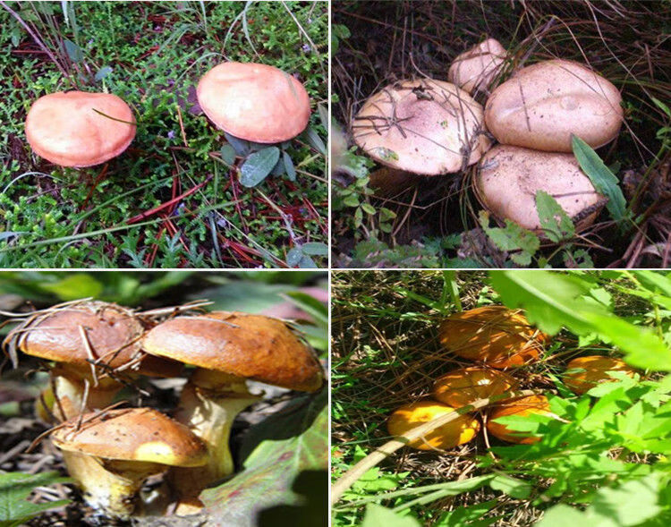 东北特产野生松蘑 菇 干货 松娥粘团子 松菇松娥香菇 新货包邮 东北