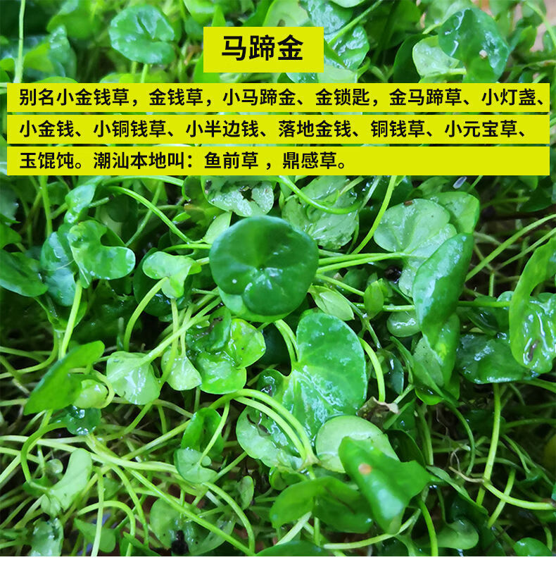 马蹄金新鲜金钱草溶石草小叶金钱草茶中草500克500克