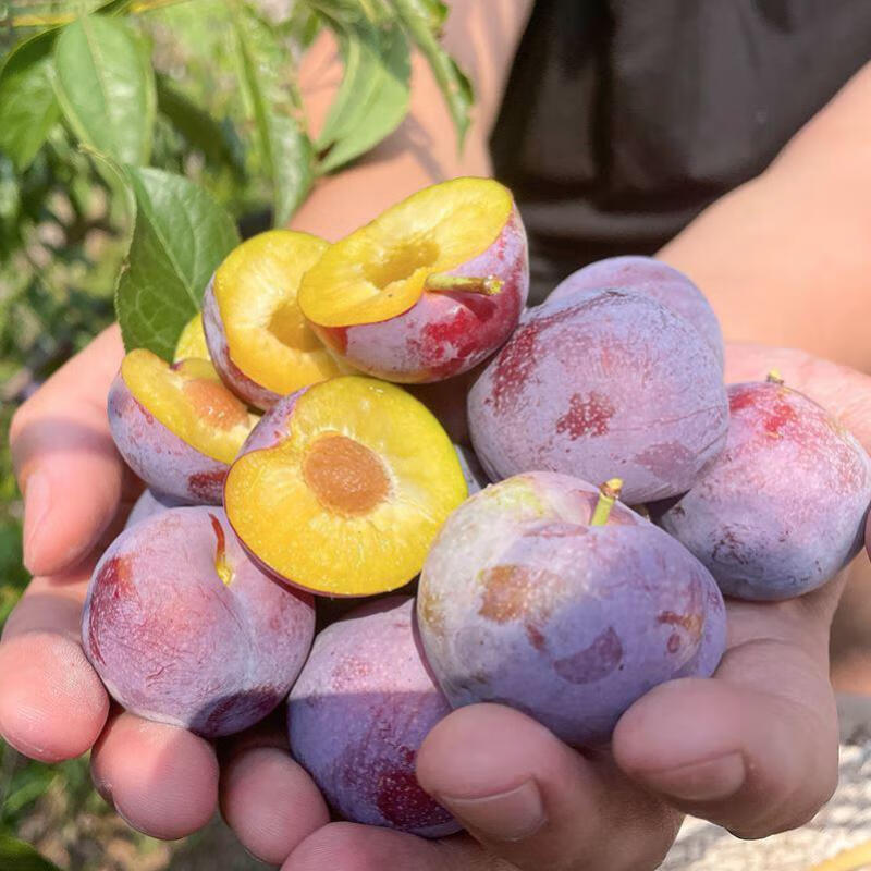 三华李苗果树苗珍珠李子苗钱排三华李子树苗嫁接苗米李苗可盆栽 2年