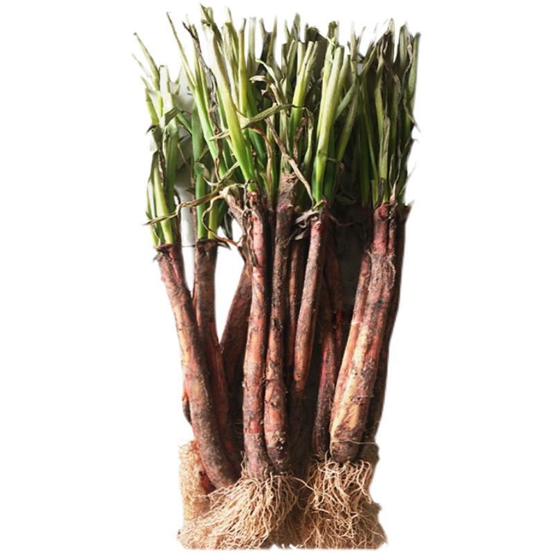 【旱地红皮老葱-老品种】甘肃陇南红葱 20/10/5斤批发产地直销大葱 老