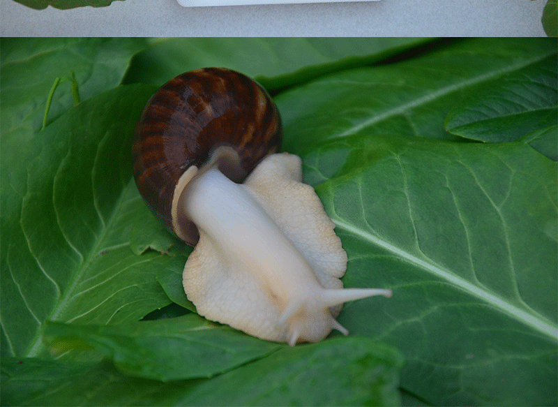 珊野鮮活白玉蝸牛活體食用美容觀賞實驗大蝸牛學生家養寵物500g2833克