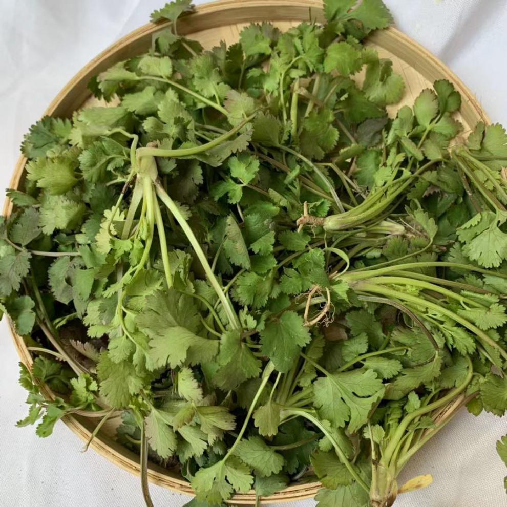 源外园香菜新鲜蔬菜芫荽农家矮脚土香菜霜冻香菜红根香菜团建礼生鲜