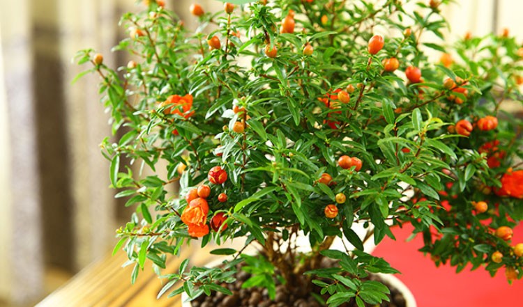 【雅之典】石榴花盆栽观赏果树苗室内盆景四季开花植物室外庭院阳台