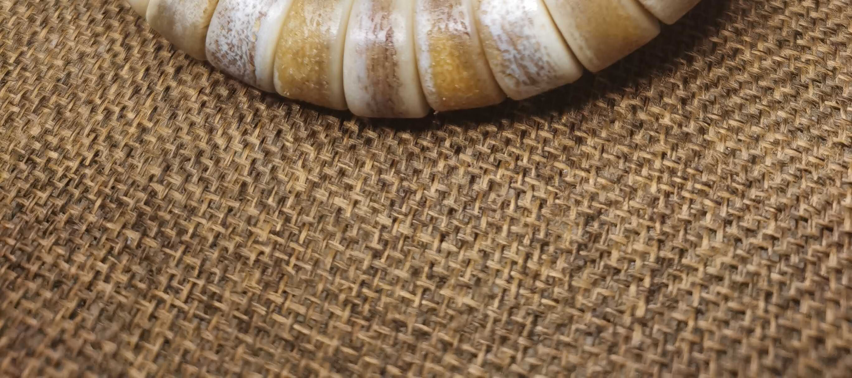 正宗高密度骆驼骨头手串佛珠骨灵西藏藏传嘎巴啦吧拉念珠未脱脂手链