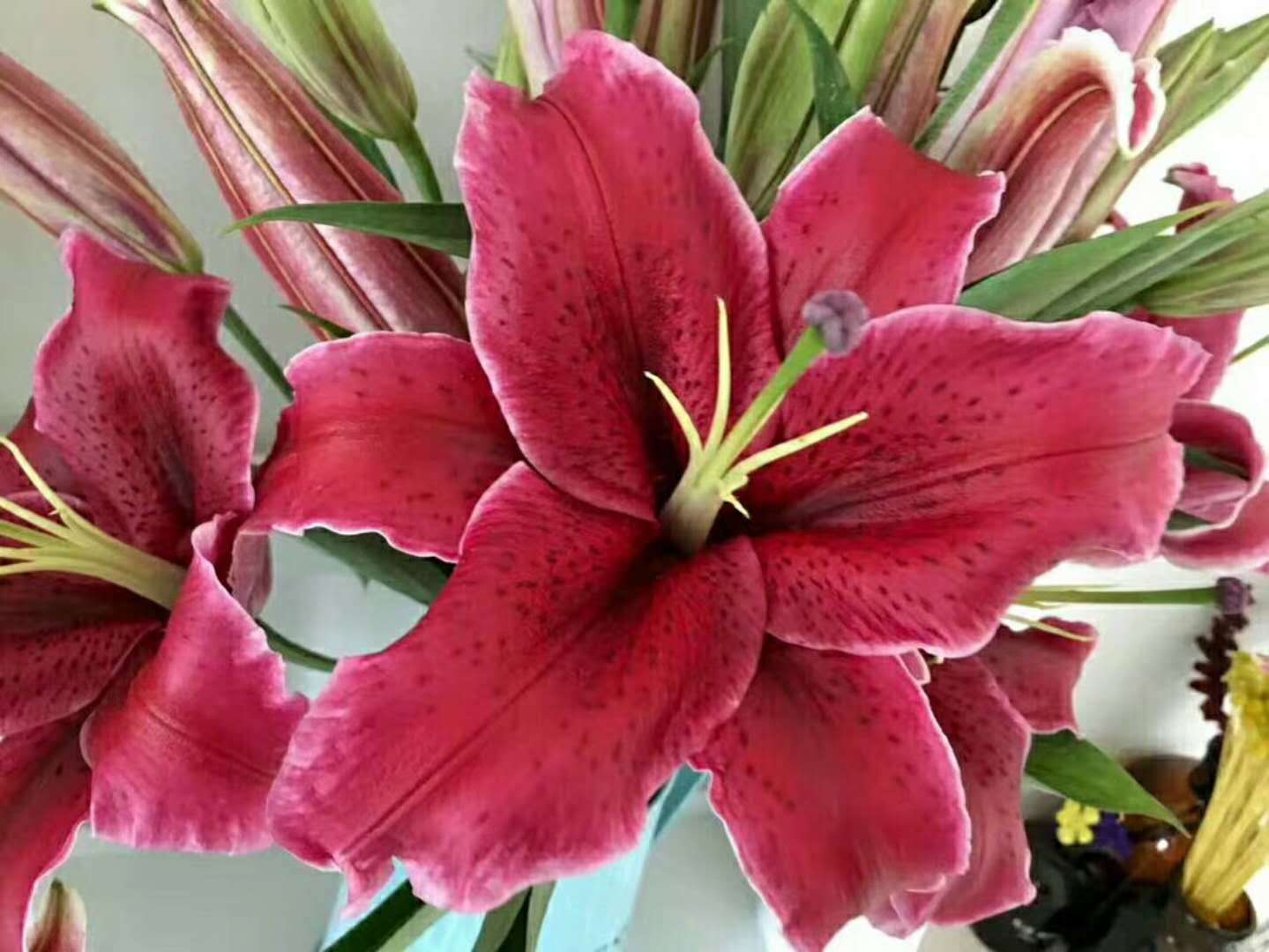 卡瓦纳梯伯马龙百合鲜切花家庭办公室内插花云南昆明鲜花基地直发s卡