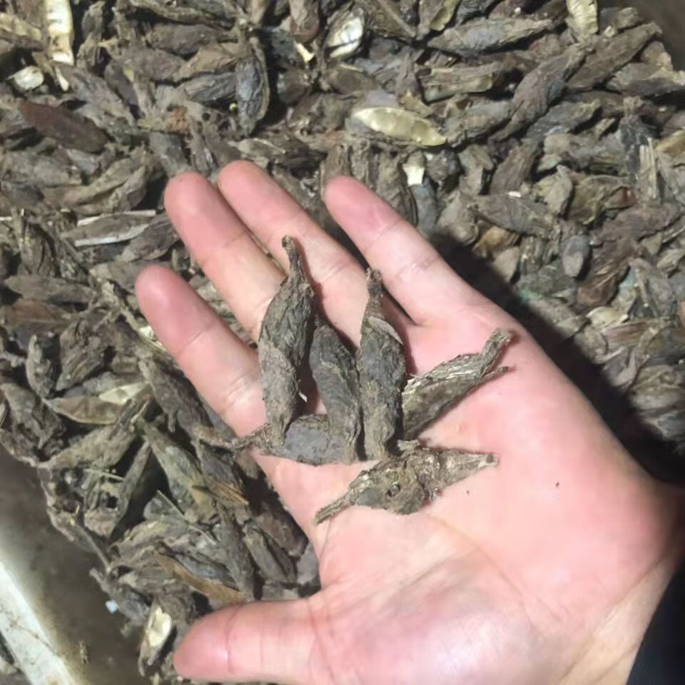 活体皮虫画眉鸟食活体皮虫喂鱼粮龟饲料统通货大炮中小黄皮虫可选