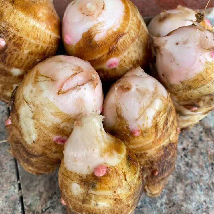 正宗头当季红嘴小宇子香糯芋艿紫溪现挖新鲜芋头批发价 正宗 严选(特