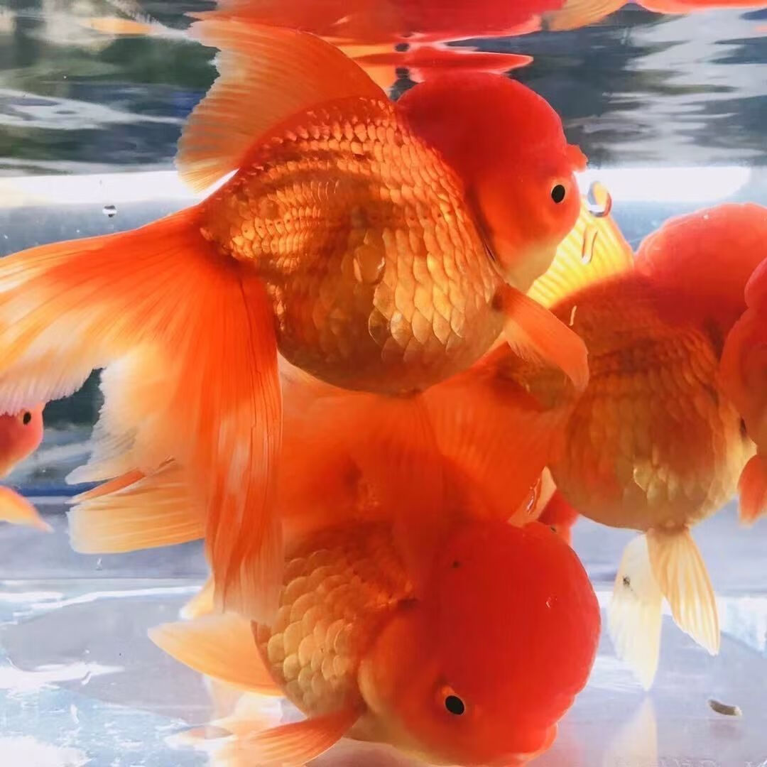 国师红狮狮子头金鱼观赏鱼活冷水淡水鱼好养耐活风水鱼招财鱼小型红国