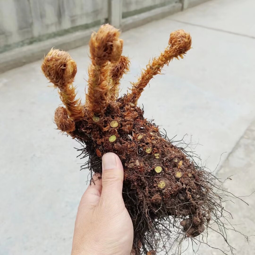 蕨类植物鳞毛蕨狗脊蕨桩盆栽室内庭院喜阴大中型易养网红蕨类绿植 一