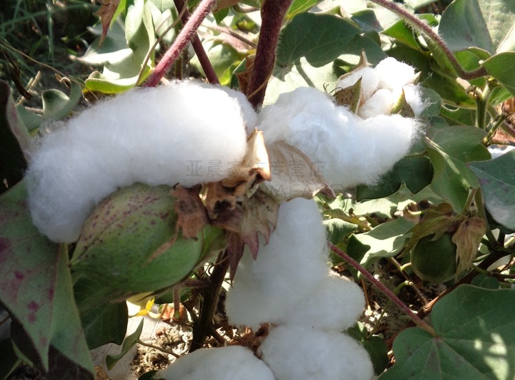 卓尔曼 新疆棉花散装天然一级长绒棉皮棉精梳棉宝宝棉被棉絮棉衣填充