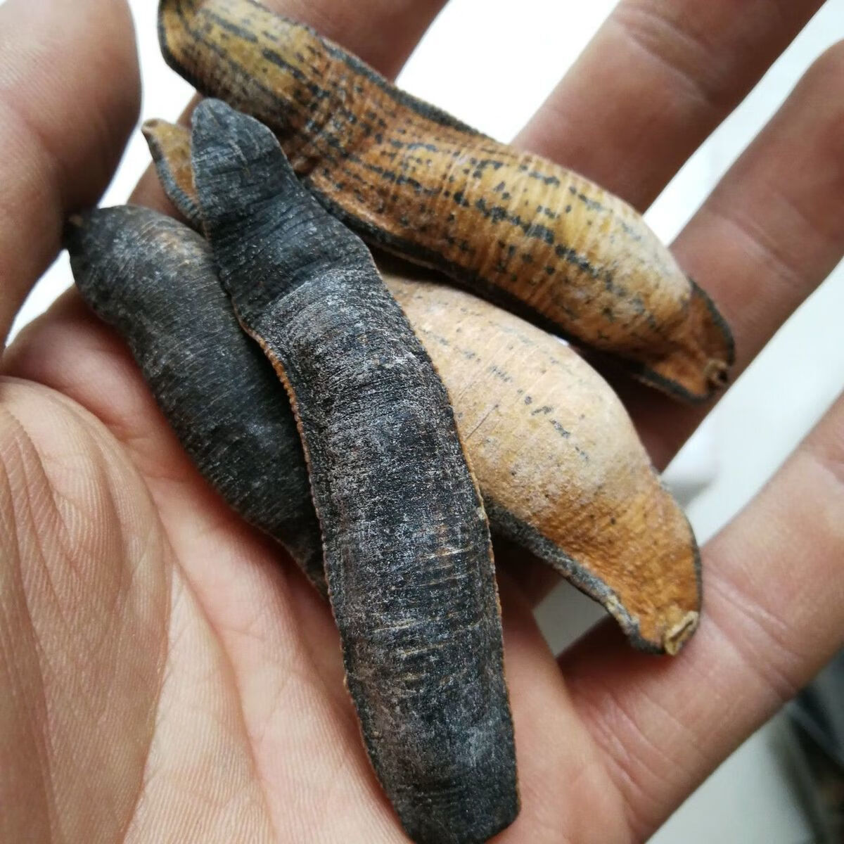 中药材炙水蛭炒水蛭烫水蛭干货炙水蛭制水蛭虫类大全100克炙水蛭