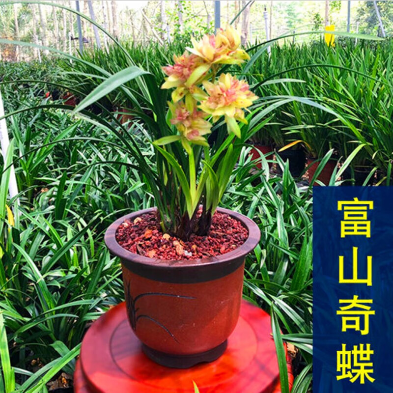 蘭花苗富山奇蝶建蘭奇花濃香四季蘭花卉綠植盆栽植物好養易活蘭花種苗