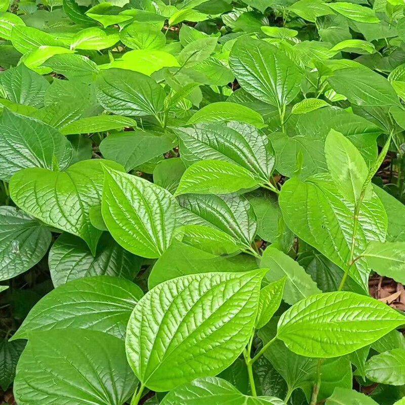 新蒌叶假蒌叶炒田螺哈喽叶饺子馅篓叶1斤