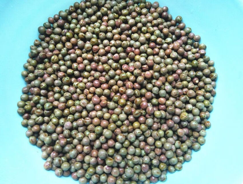 【京品严选】鸡头米种子 鸡头果芡实种子 苏芡苗 带刺芡实苗鸡头籽子