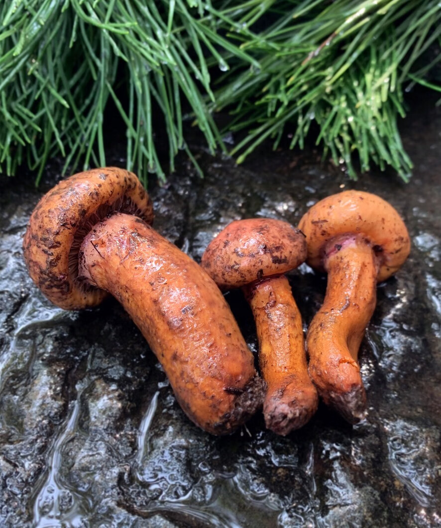 东北土特产榛蘑松蘑干货蘑菌菇农家新鲜山货辽宁沈阳伴手礼盒 红色