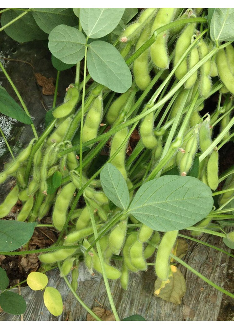 青豆种子 大粒毛豆种子种籽孑大荚黄豆大豆高产四季春季特早熟青豆菜