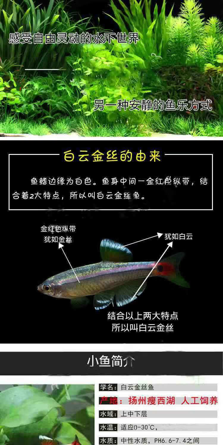 冷水鱼白云金丝鱼小型鱼观赏鱼活体淡水鱼原生鱼草缸鱼好养不加温